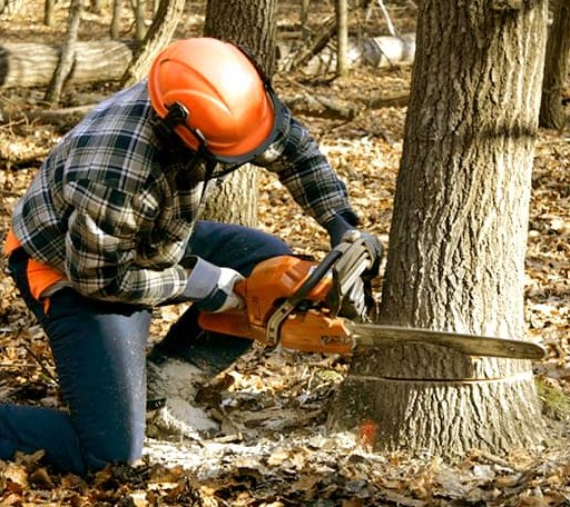 Tree Removal in Deposit, NY